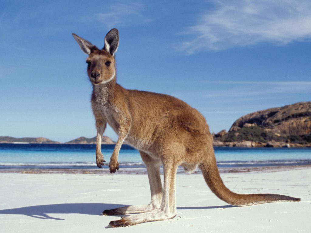 Quiet scenery in Australia with a kangaroo 